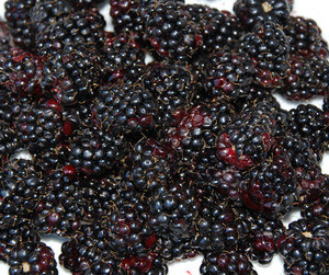 Rubus ursinus - Marionberry Seeds