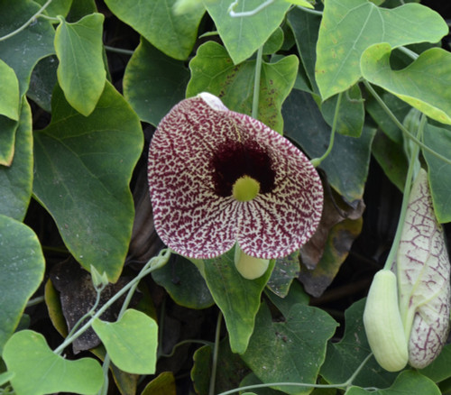 Aristolochia elegans - Calico Flower