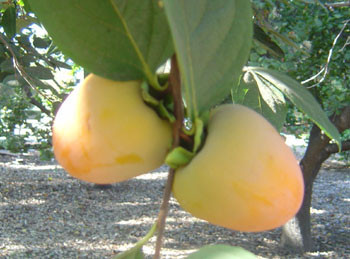 Diospyros kaki - Persimmon Seeds