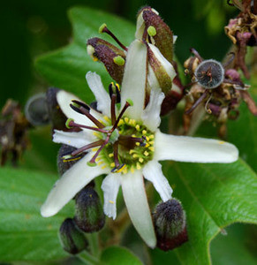 Passiflora bogotensis - Passiflora bogotensis Seeds
