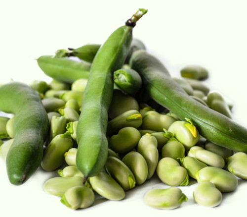 Fava Bean Seeds Fava Bean Seeds