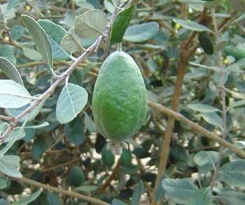Tropical Fruit - Tropical Fruit F-O - Page 1 - Trade Winds Fruit