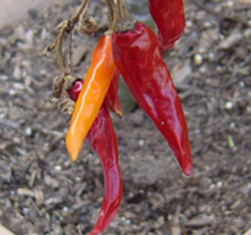 Thai Dragon Pepper Seeds Thai Dragon Pepper Seeds