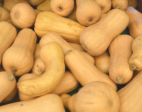 Butternut Squash (Waltham) Seeds