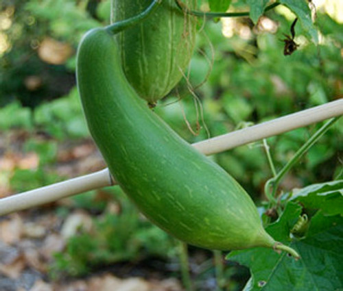 Luffa Seeds