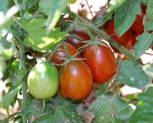 Black Plum Tomato Seeds