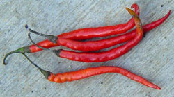 De Arbol Pepper Seeds