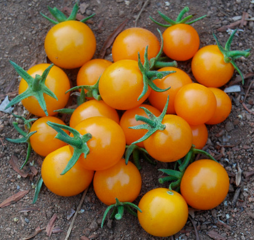 Sun Gold Cherry Tomato Seeds