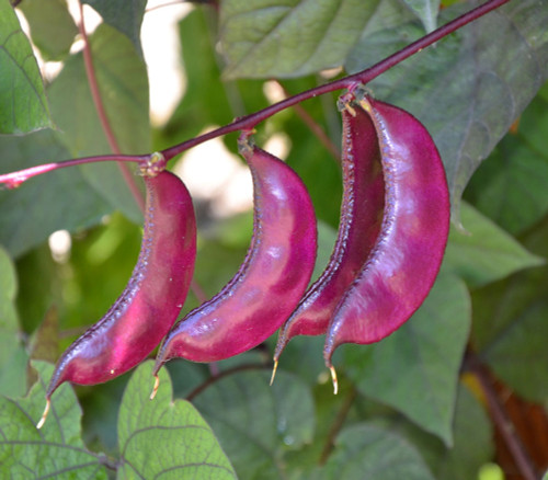Hyacinth Bean Seeds