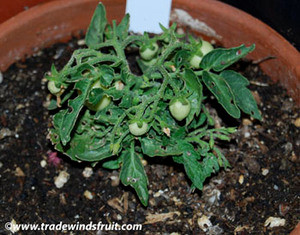 Micro-Tom Tomato Seeds