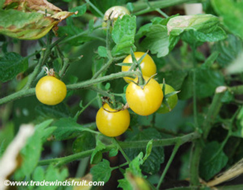 Snow White Cherry Tomato Seeds Snow White Cherry Tomato Seeds