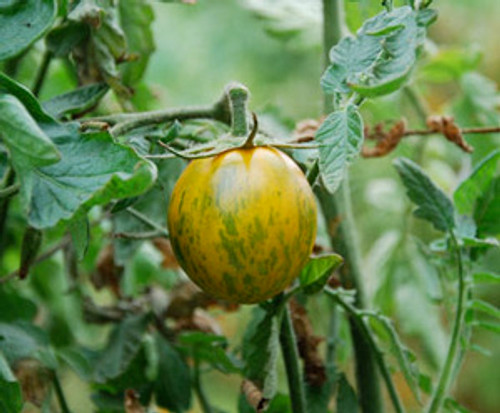 Green Zebra Tomato Seeds