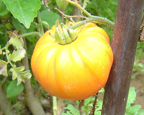 Pineapple Tomato Seeds Pineapple Tomato Seeds
