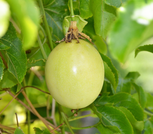 Passiflora edulis var. flavicarpa - Lilikoi Seeds Passiflora edulis var. flavicarpa - Lilikoi Seeds