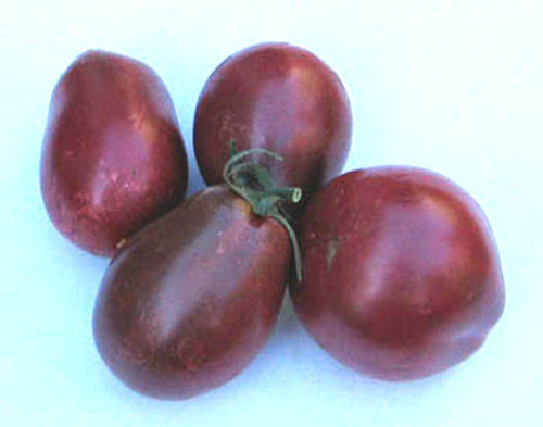 Black Roma Tomato Seeds