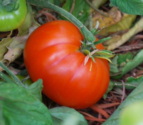 Bloody Butcher Tomato Seeds