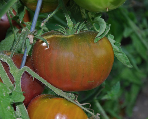 Carbon Tomato Seeds
