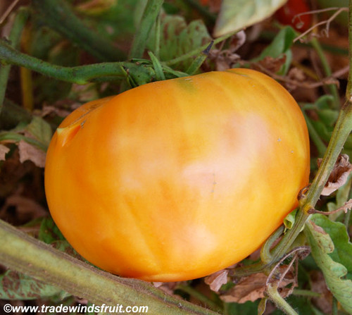 Hawaiian Pineapple Tomato Seeds