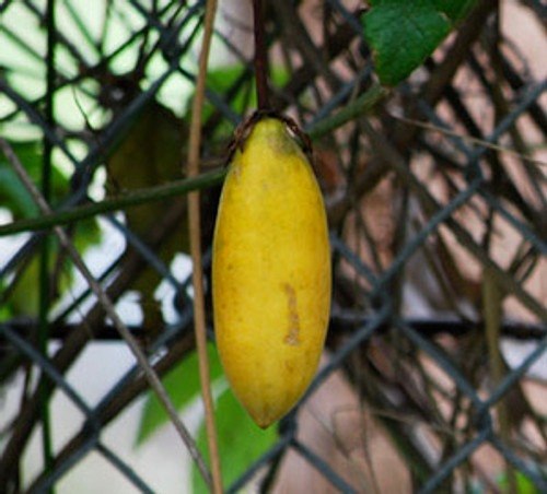 Passiflora tripartita mollissima - Banana Passion Fruit Seeds Passiflora tripartita mollissima - Banana Passion Fruit Seeds