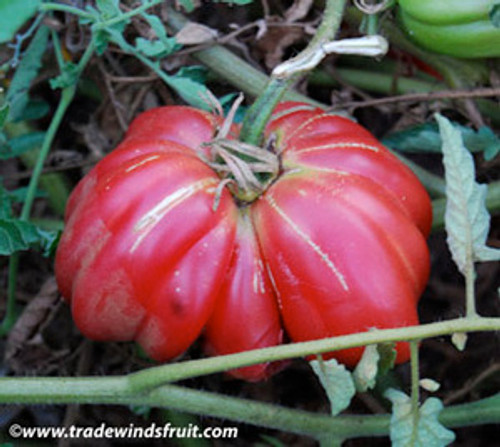 Zapotec Pink Ribbed Tomato