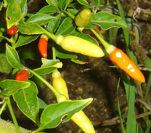 Tabasco Pepper Seeds