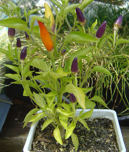 Numex Twilight Chile Seeds