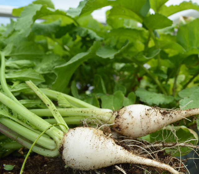 Daikon Radish, Green Meat Seeds