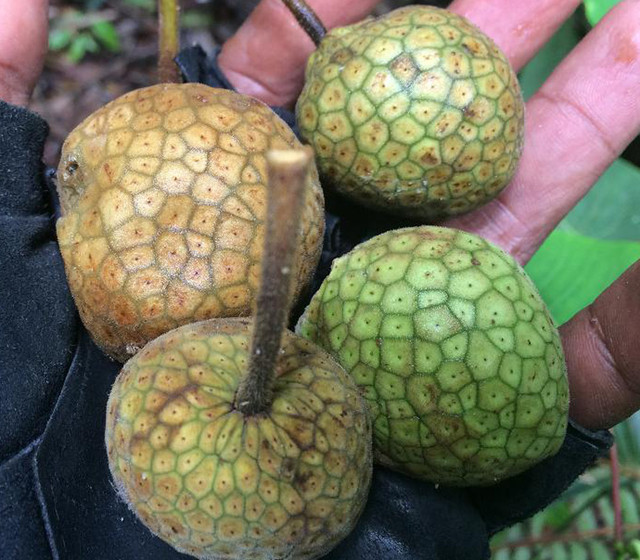 Artocarpus camansi Breadnut Seeds
