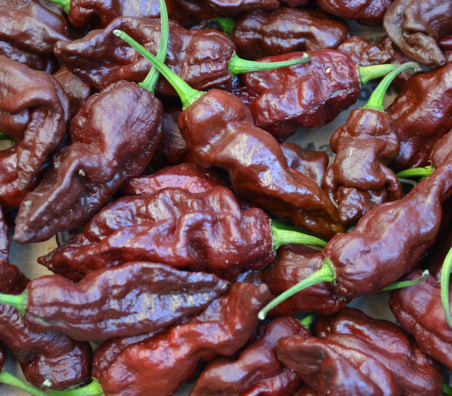 Jamaican Hot Chocolate Pepper Seeds