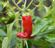 Peperoncino 'NuMex Suave Orange' (Capsicum chinense) semi Peperoncino 'NuMex Suave Orange' (Capsicum chinense) semi