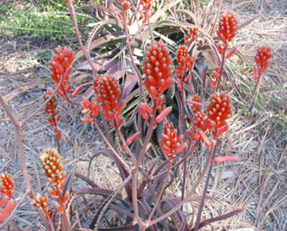 Aloe Arborescens Candelabra Aloe Seeds 2392