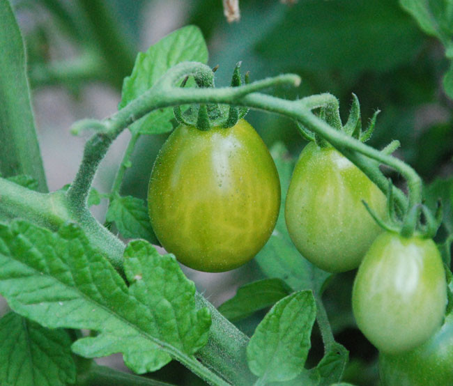 Green Grape Tomato Seeds