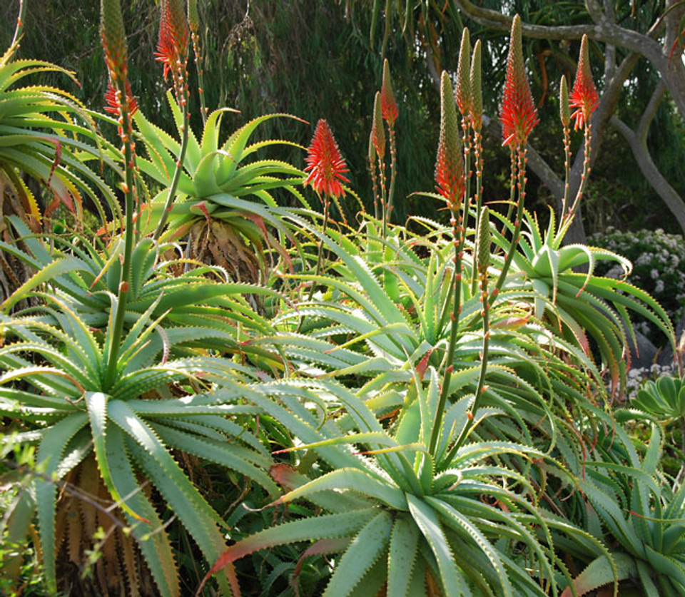 Aloe Arborescens Candelabra Aloe Seeds 8793