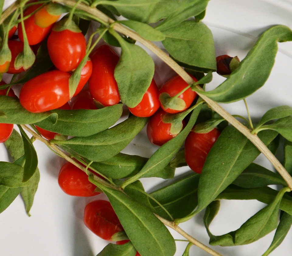 Lycium chinense - Goji Berry - Seeds