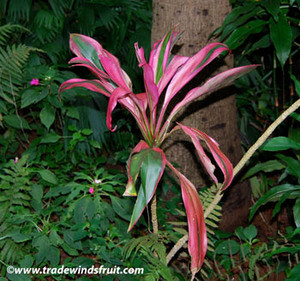 Cordyline terminalis - Red Ti - Seeds