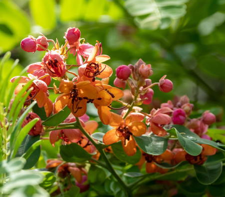【 sykia 】Rainy Day Branches Pierce Cassia roxburghii - Red Shower Tree - Seeds
