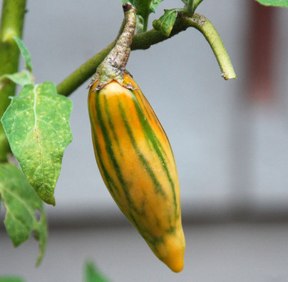 Striped Garden Egg (Striped Toga Eggplant) – Truelove Seeds