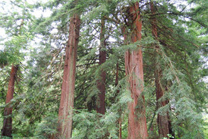 Sequoia sempervirens - Coast Redwood - Seeds