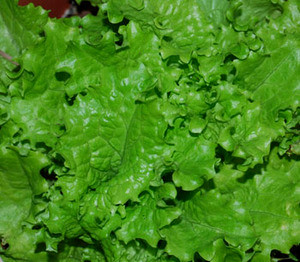 Slobolt Lettuce Seeds