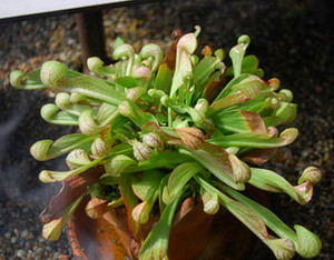 Sarracenia psittacina - Parrot Pitcher Plant