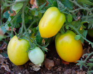 plum_lemon_tomato_350__22066.