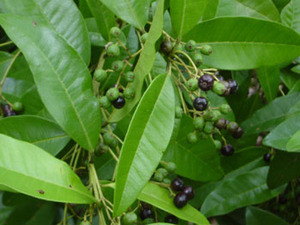 Pimenta dioica - Allspice - Seeds