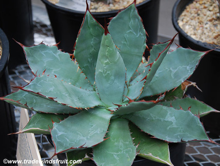 Agave guadalajarana - Guadalajara Agave - Seeds