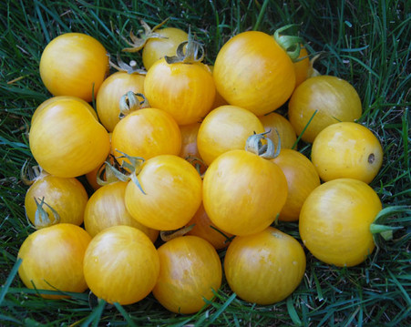 topaz_tomato__60119.1435810557