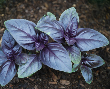 Ocimum basilicum Amethyst Improved Basil Seeds