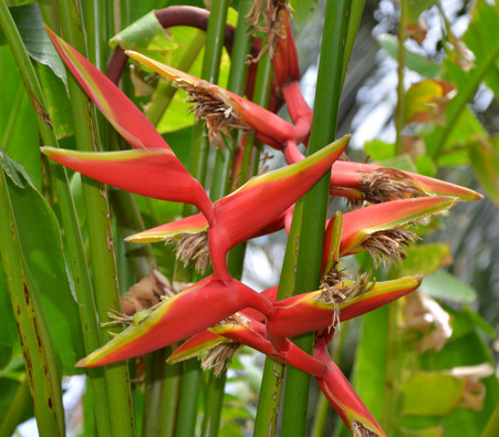 Heliconia collinsiana - Platanillo - Seeds