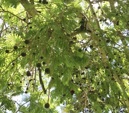 Parkia timoriana - Tree Bean - Seeds