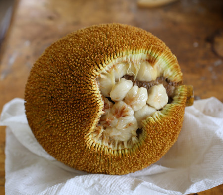マラン苗 Marang, Artocarpus odoratissimus MARANG~ Artocarpus odoratissimus TERAP taste of VANILLA ICE