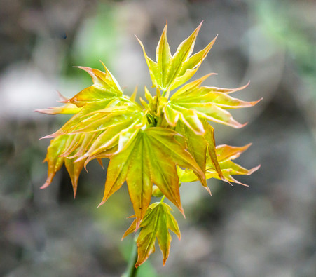Acer mono - Painted Maple - Seeds
