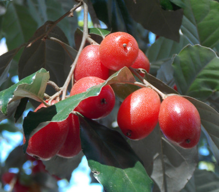 Elaeagnus-latifolia-x__18395.